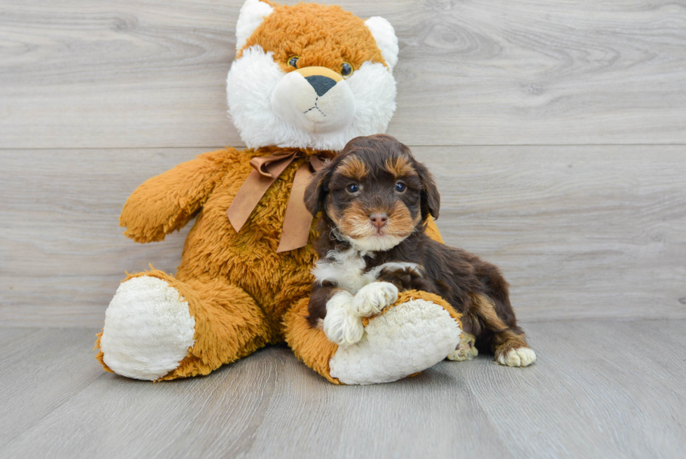 Fluffy Mini Aussiedoodle Poodle Mix Pup