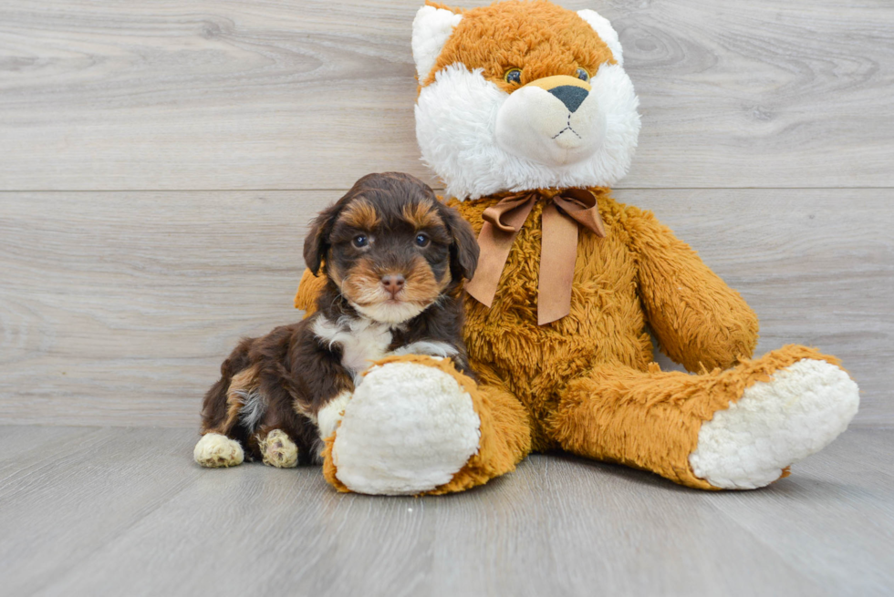 Mini Aussiedoodle Puppy for Adoption