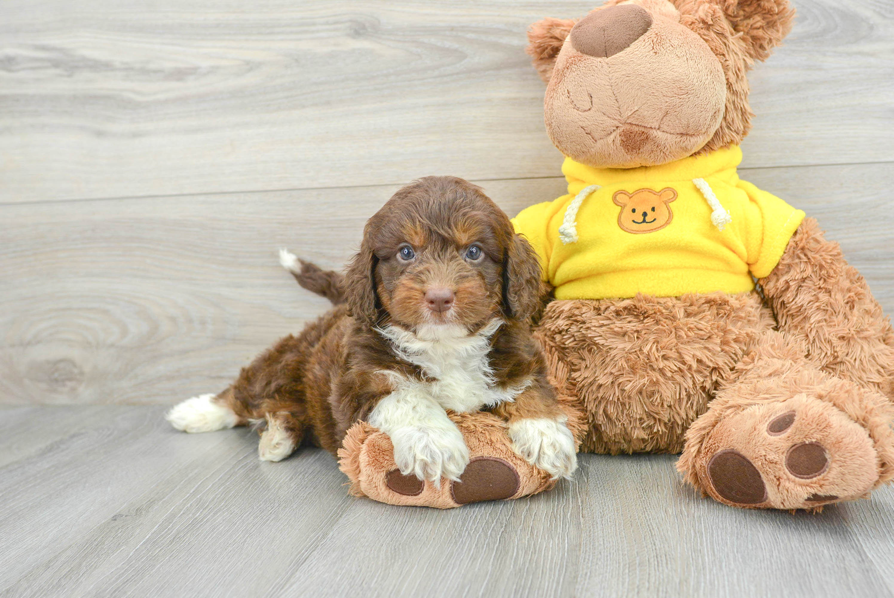 Adorable Aussiepoo Poodle Mix Puppy