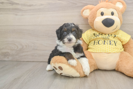Mini Aussiedoodle Pup Being Cute