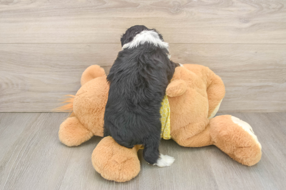 Best Mini Aussiedoodle Baby