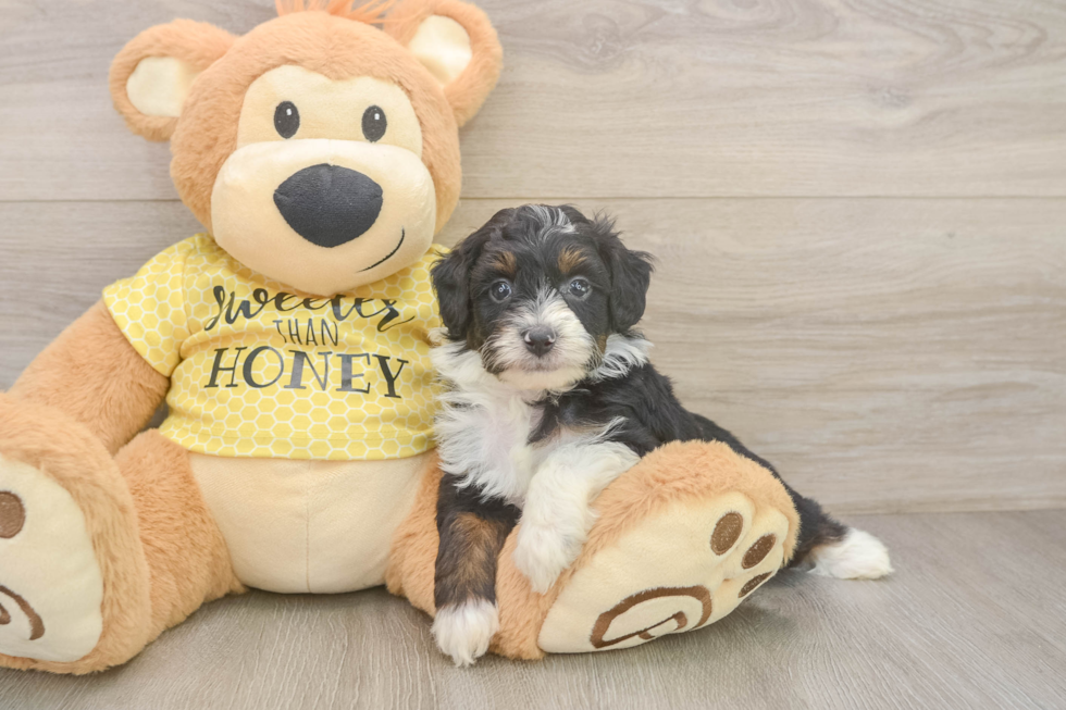 Best Mini Aussiedoodle Baby