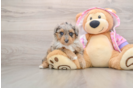 Mini Aussiedoodle Pup Being Cute