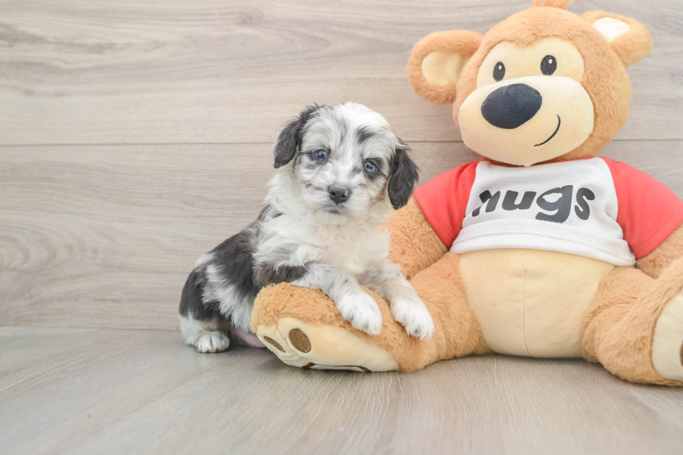 Energetic Aussie Poo Poodle Mix Puppy
