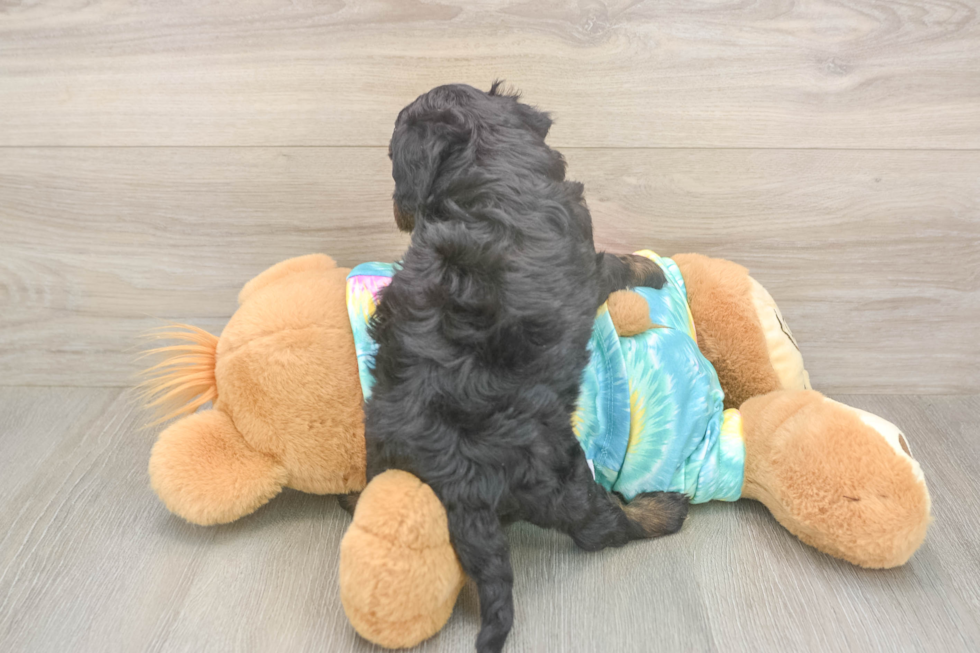 Mini Aussiedoodle Puppy for Adoption