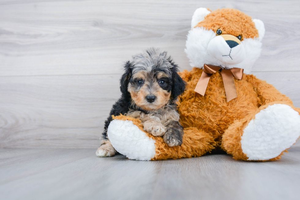 Mini Aussiedoodle Pup Being Cute