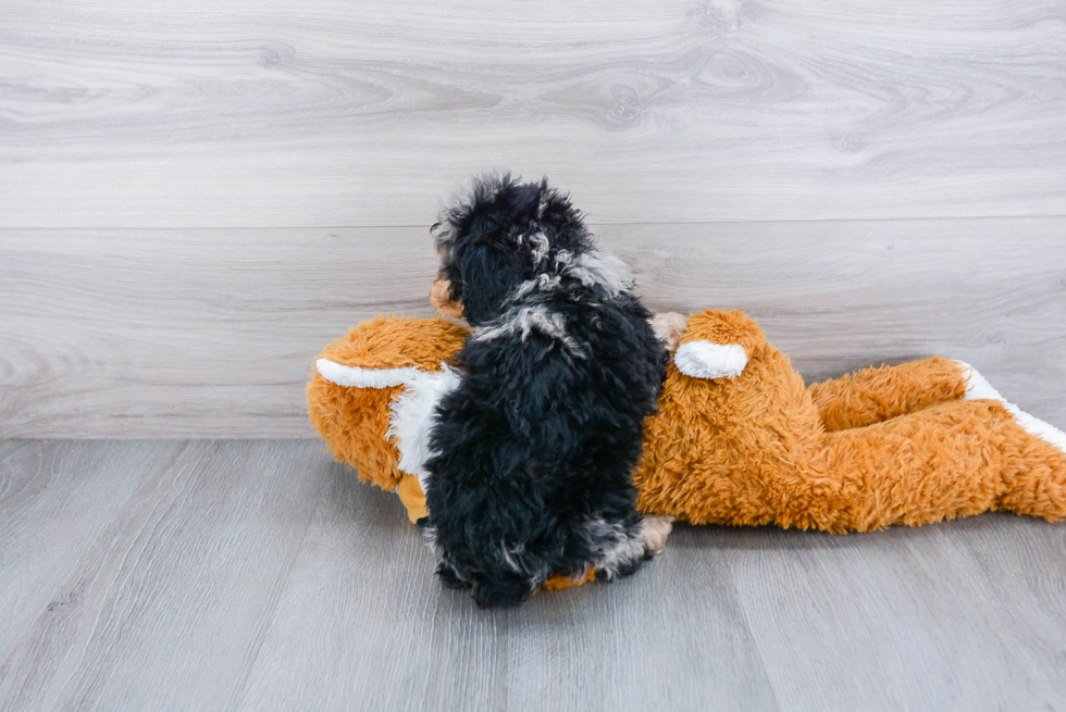 Best Mini Aussiedoodle Baby
