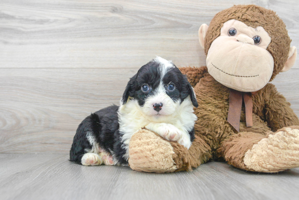 Best Mini Aussiedoodle Baby