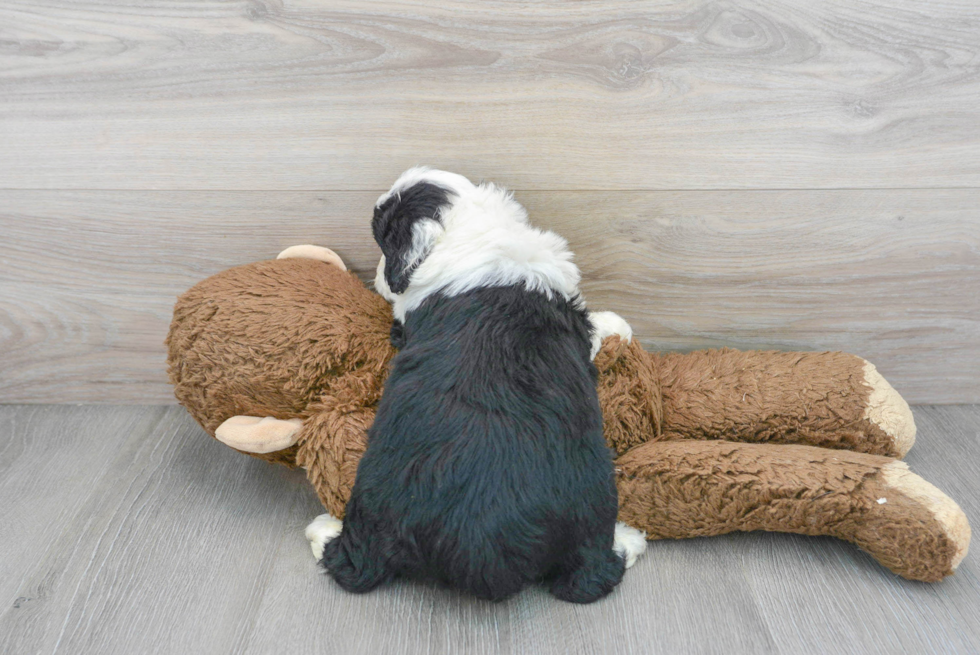 Small Mini Aussiedoodle Baby