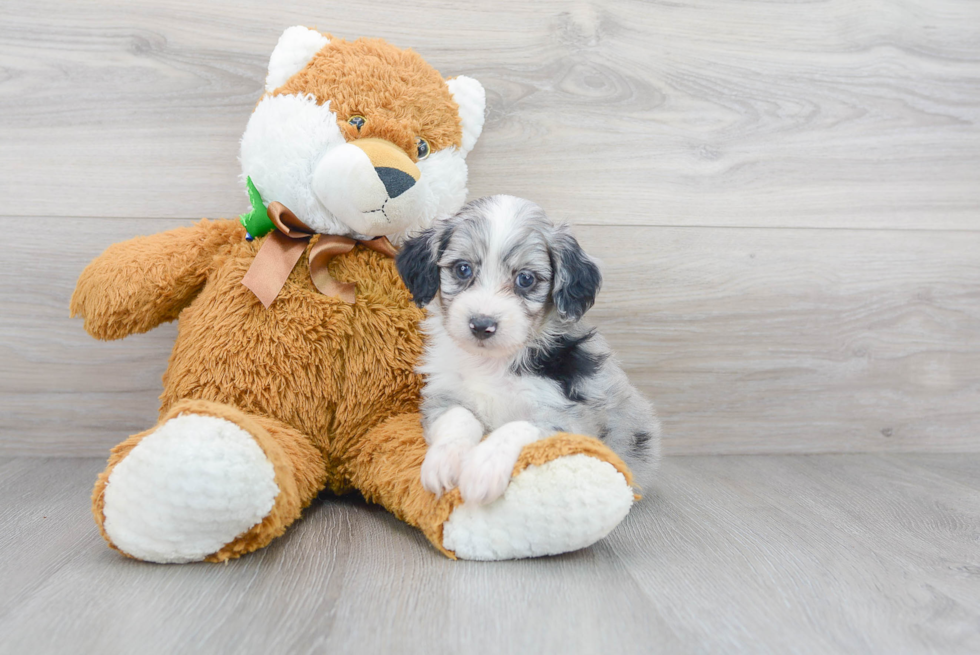 Energetic Aussiepoo Poodle Mix Puppy