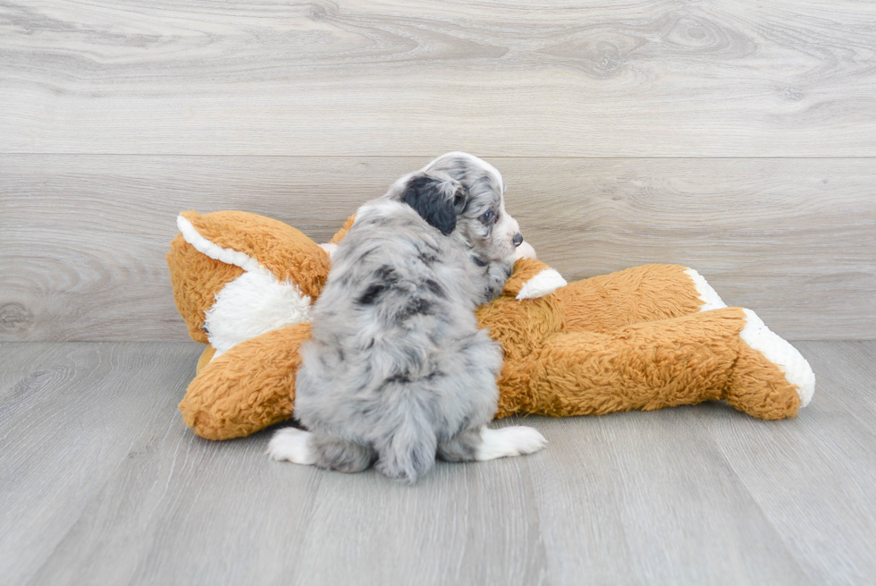 Petite Mini Aussiedoodle Poodle Mix Pup