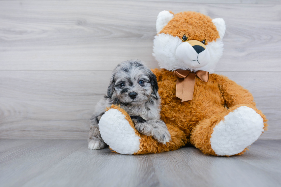 Popular Mini Aussiedoodle Poodle Mix Pup