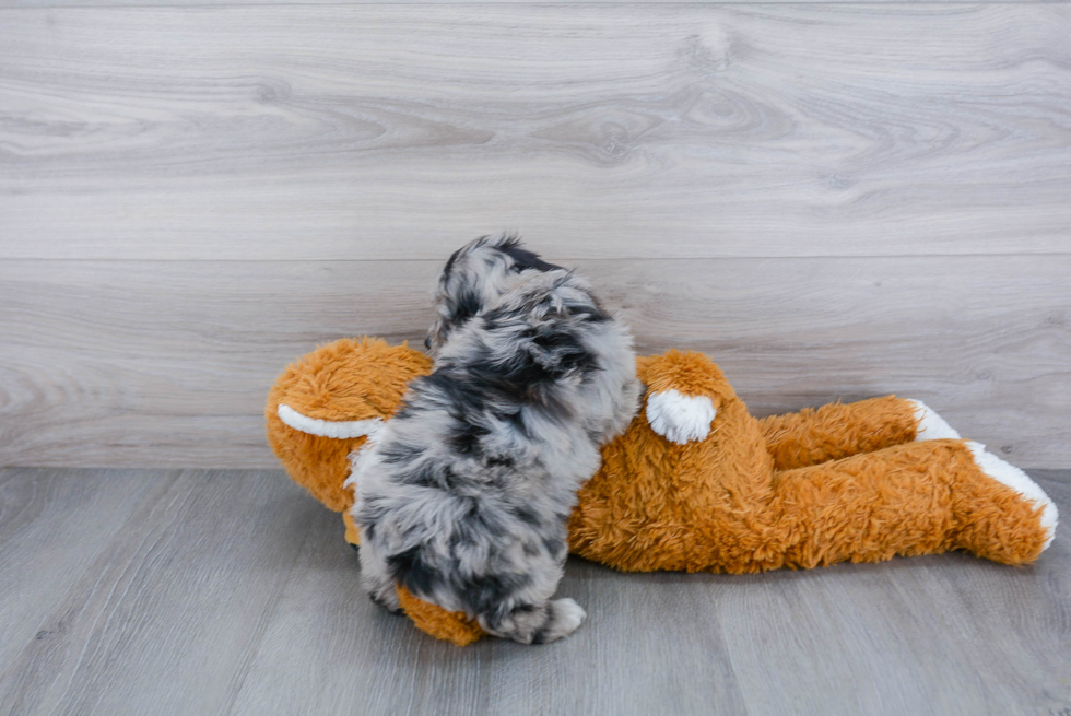 Mini Aussiedoodle Puppy for Adoption