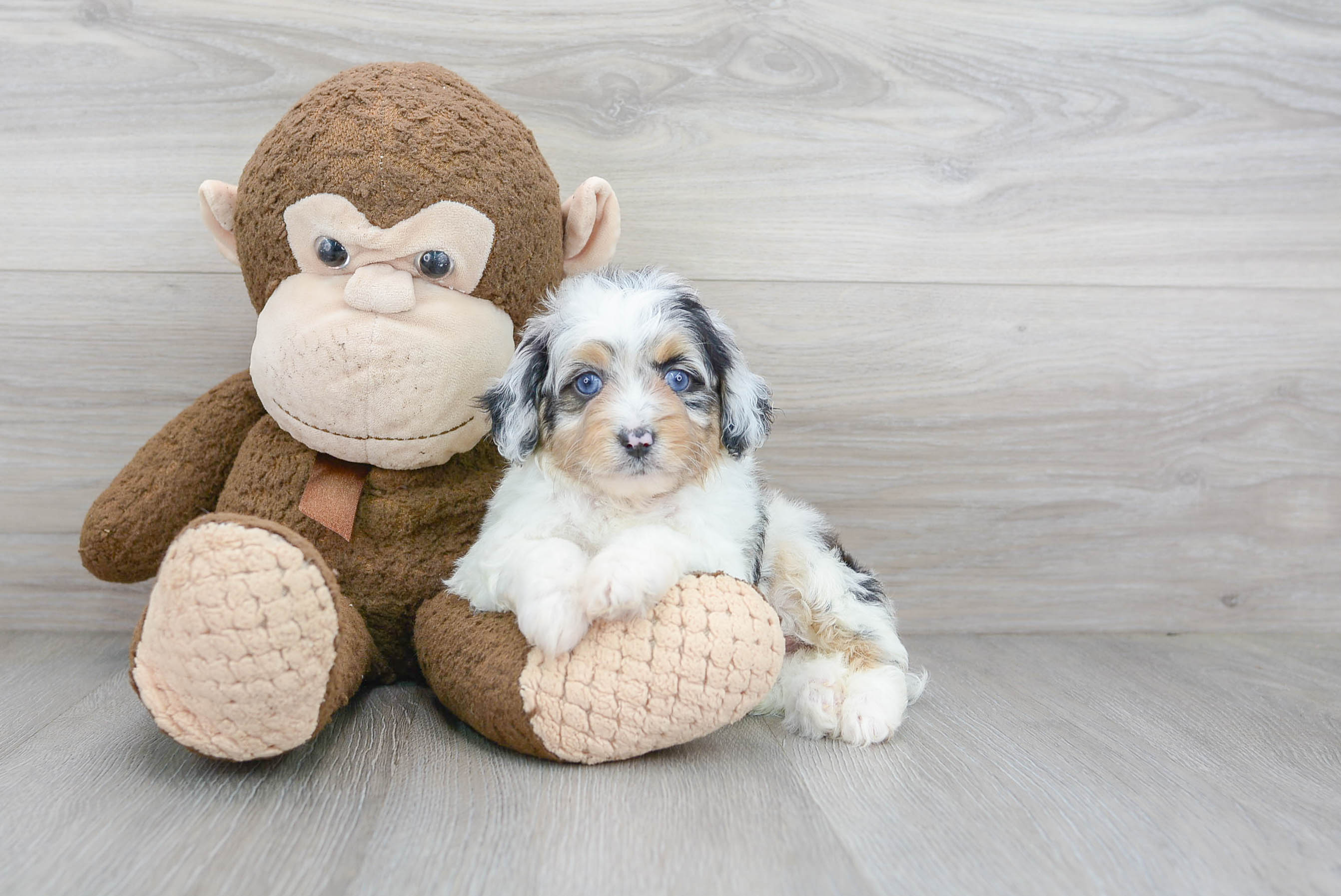 Mini Aussiedoodle Pup Being Cute