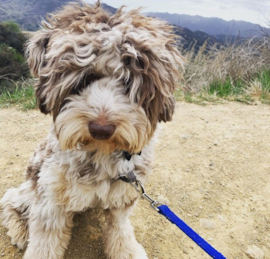 Mini Aussiedoodle Puppies For Sale - Premier Pups