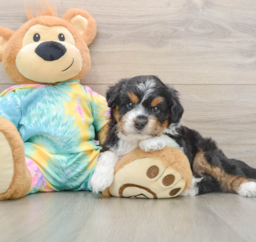 8 week old Mini Aussiedoodle Puppy For Sale - Premier Pups