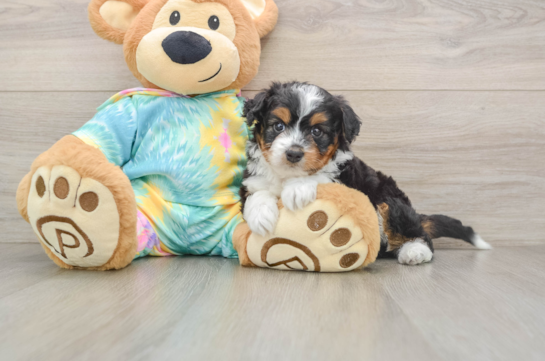 QUINNIE, a Mini Aussiedoodle littermate