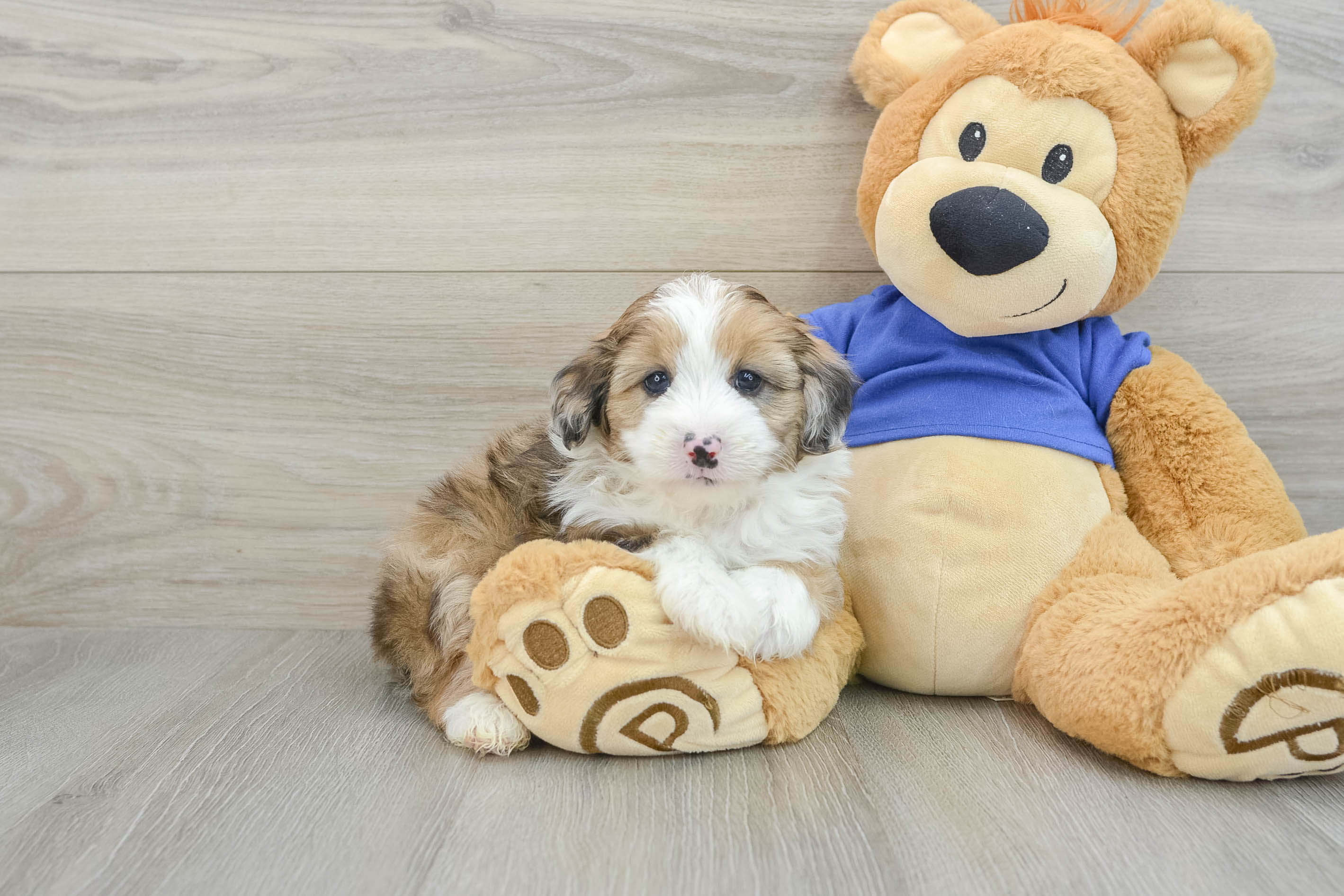Energetic Aussie Poo Poodle Mix Puppy
