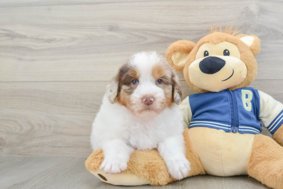 Best Mini Aussiedoodle Baby