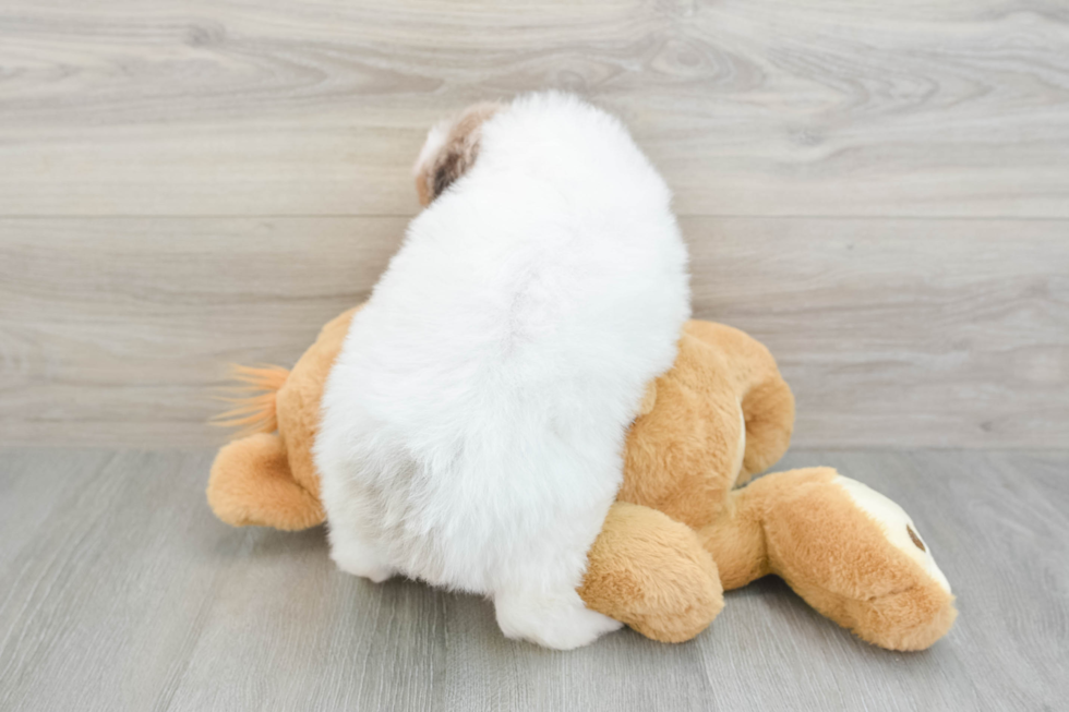 Mini Aussiedoodle Puppy for Adoption