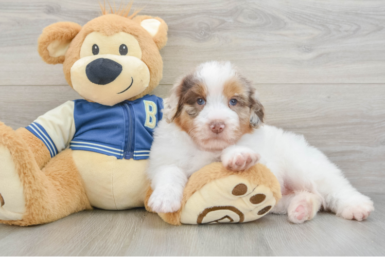 Fluffy Mini Aussiedoodle Poodle Mix Pup