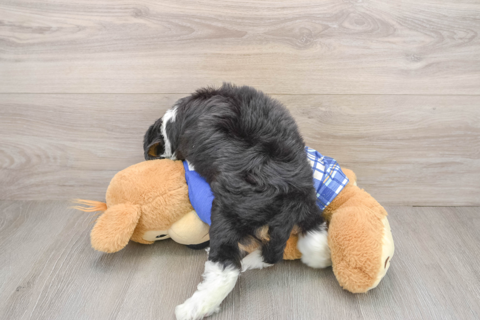 Small Mini Aussiedoodle Baby
