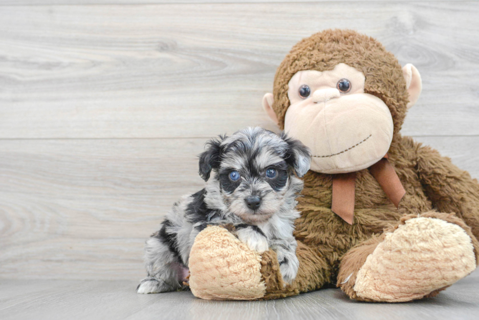 Adorable Aussiepoo Poodle Mix Puppy