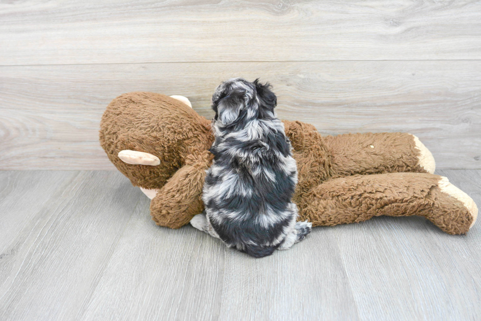 Friendly Mini Aussiedoodle Baby