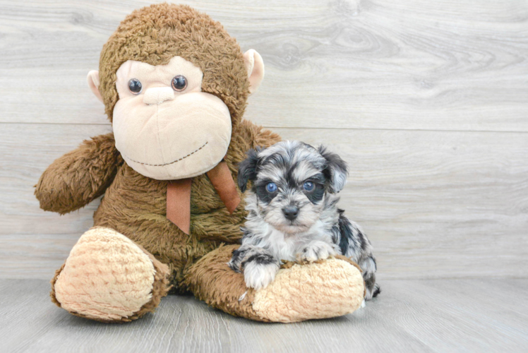 Mini Aussiedoodle Puppy for Adoption