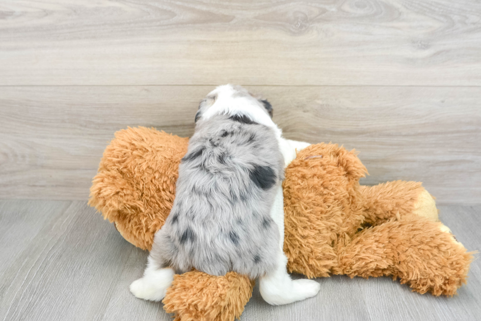 Mini Aussiedoodle Puppy for Adoption