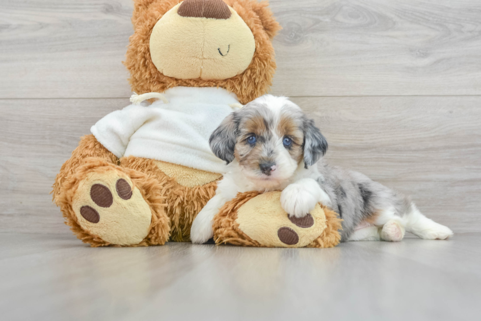 Sweet Mini Aussiedoodle Baby