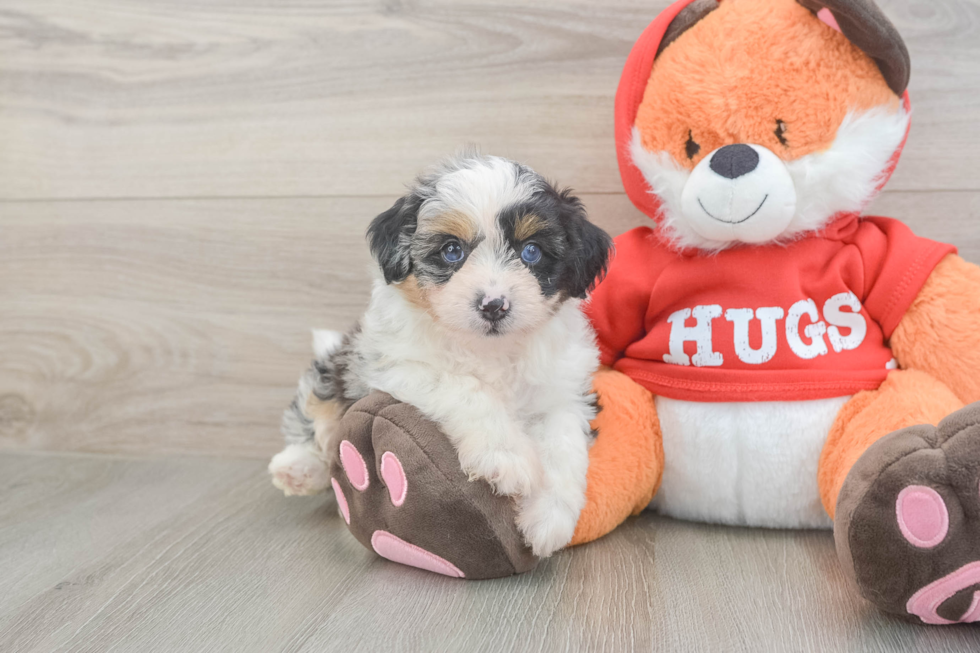 Fluffy Mini Aussiedoodle Poodle Mix Pup