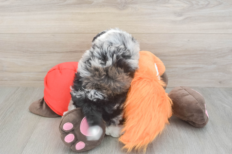 Best Mini Aussiedoodle Baby