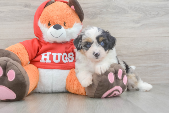 Mini Aussiedoodle Puppy for Adoption