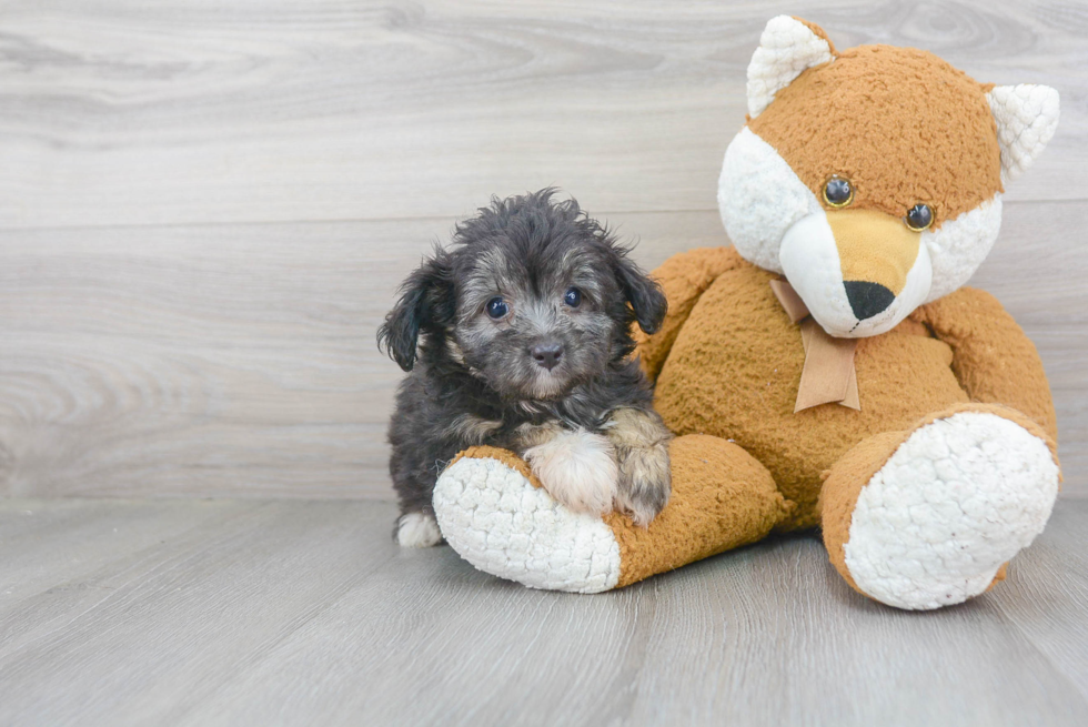 Cute Mini Aussiedoodle Baby