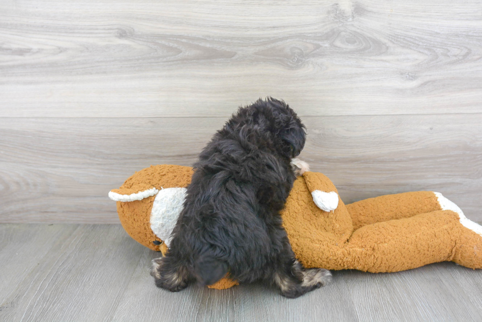 Mini Aussiedoodle Puppy for Adoption