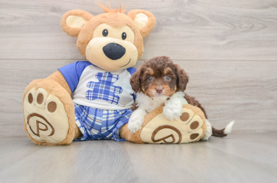 Mini Aussiedoodle Puppy for Adoption