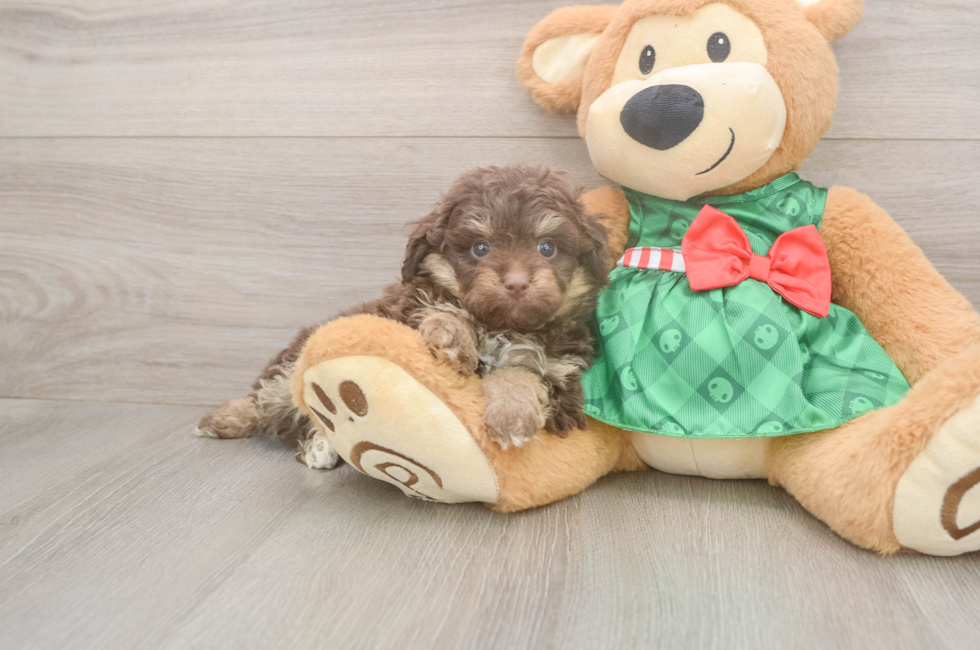 7 week old Mini Aussiedoodle Puppy For Sale - Premier Pups