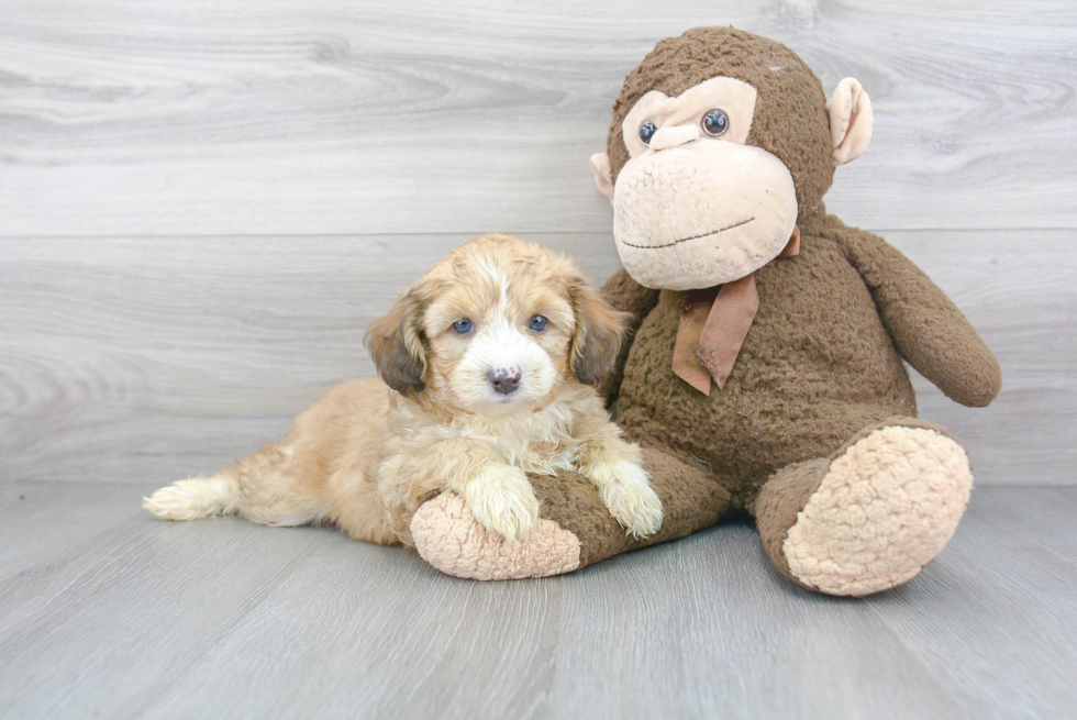 Small Mini Aussiedoodle Baby