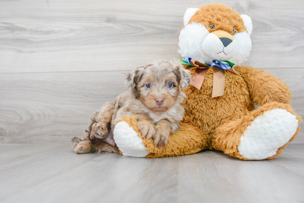Mini Aussiedoodle Puppy for Adoption