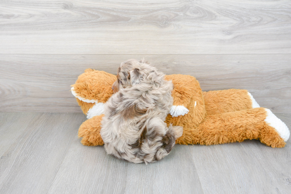 Little Aussiepoo Poodle Mix Puppy