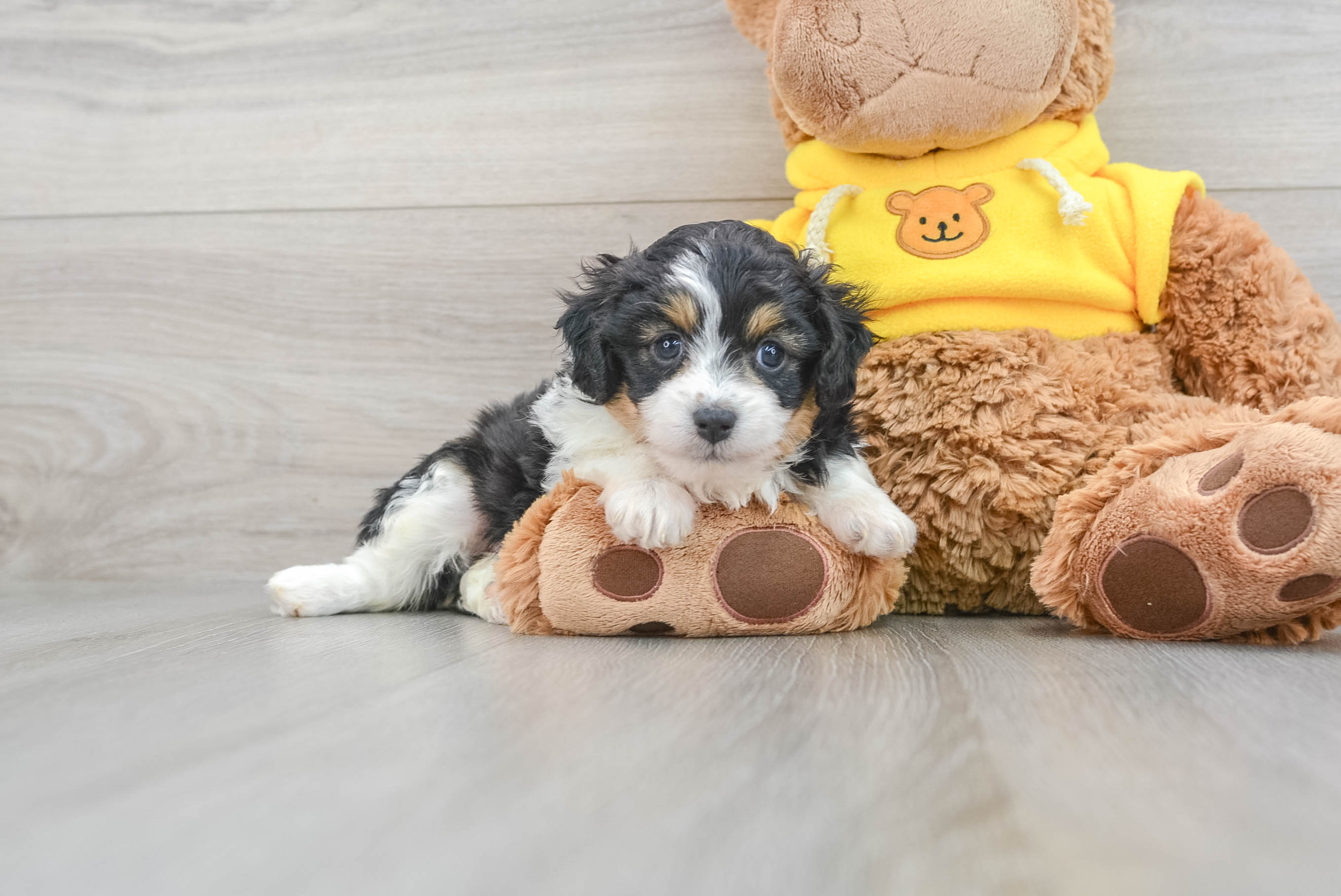 Best Mini Aussiedoodle Baby