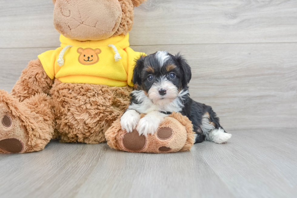Happy Mini Aussiedoodle Baby