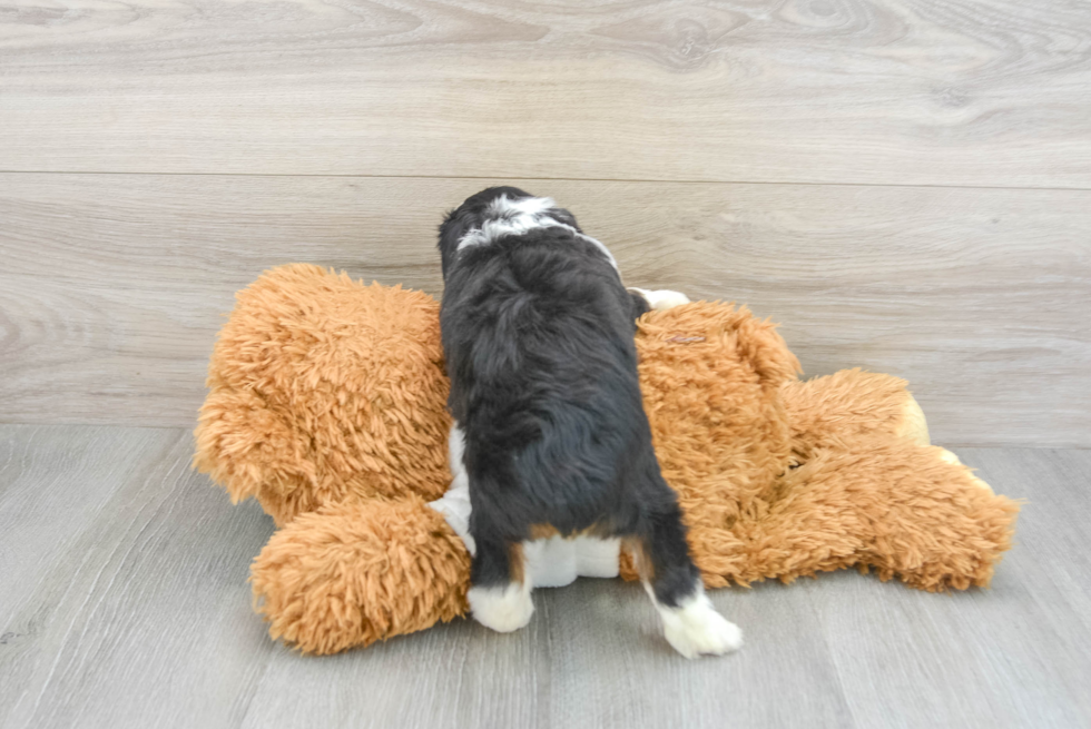 Fluffy Mini Aussiedoodle Poodle Mix Pup
