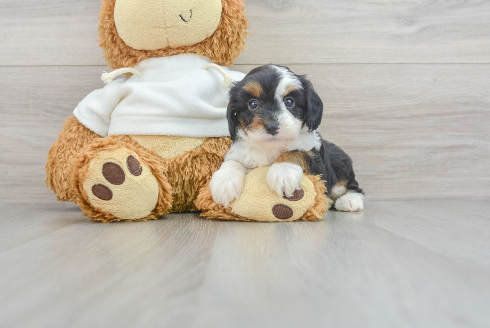 Energetic Aussiepoo Poodle Mix Puppy