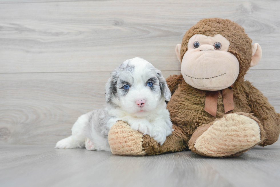 Sweet Mini Aussiedoodle Baby