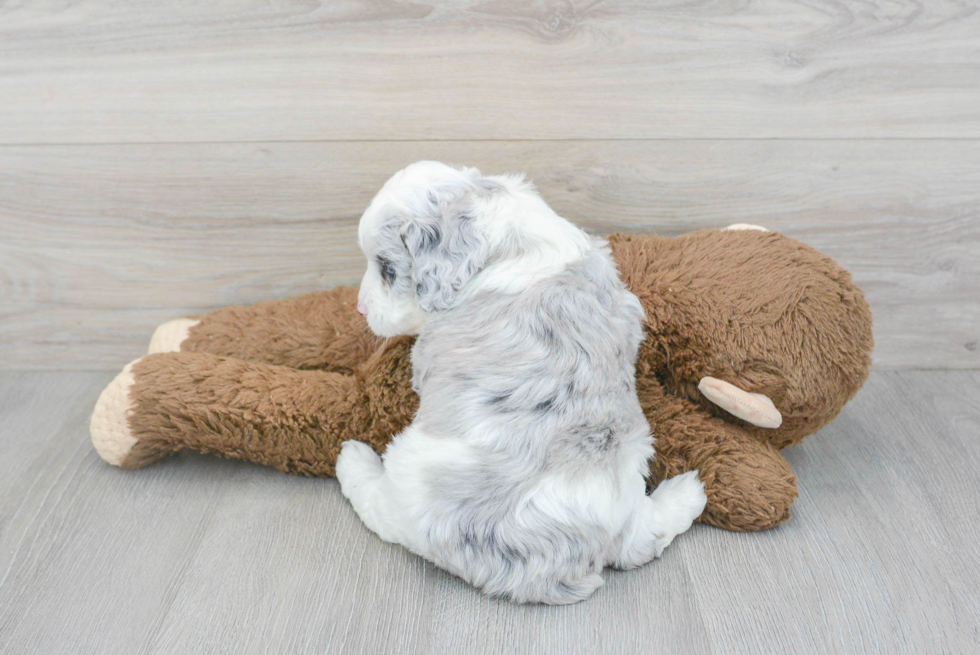 Friendly Mini Aussiedoodle Baby