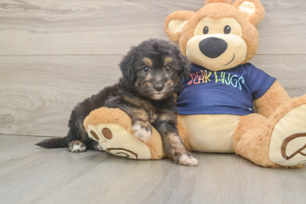 Smart Mini Aussiedoodle Poodle Mix Pup