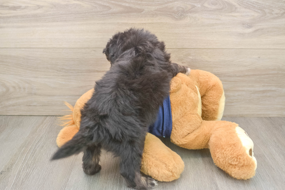 Fluffy Mini Aussiedoodle Poodle Mix Pup
