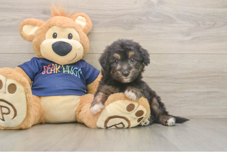 Hypoallergenic Aussiepoo Poodle Mix Puppy